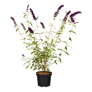 Schmetterlingsstrauch 'Black Knight' im Topf, violette Blüten, 40-60 cm hoch.