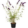 Schmetterlingsstrauch 'Black Knight' im Topf, violette Blüten, 40-60 cm hoch.