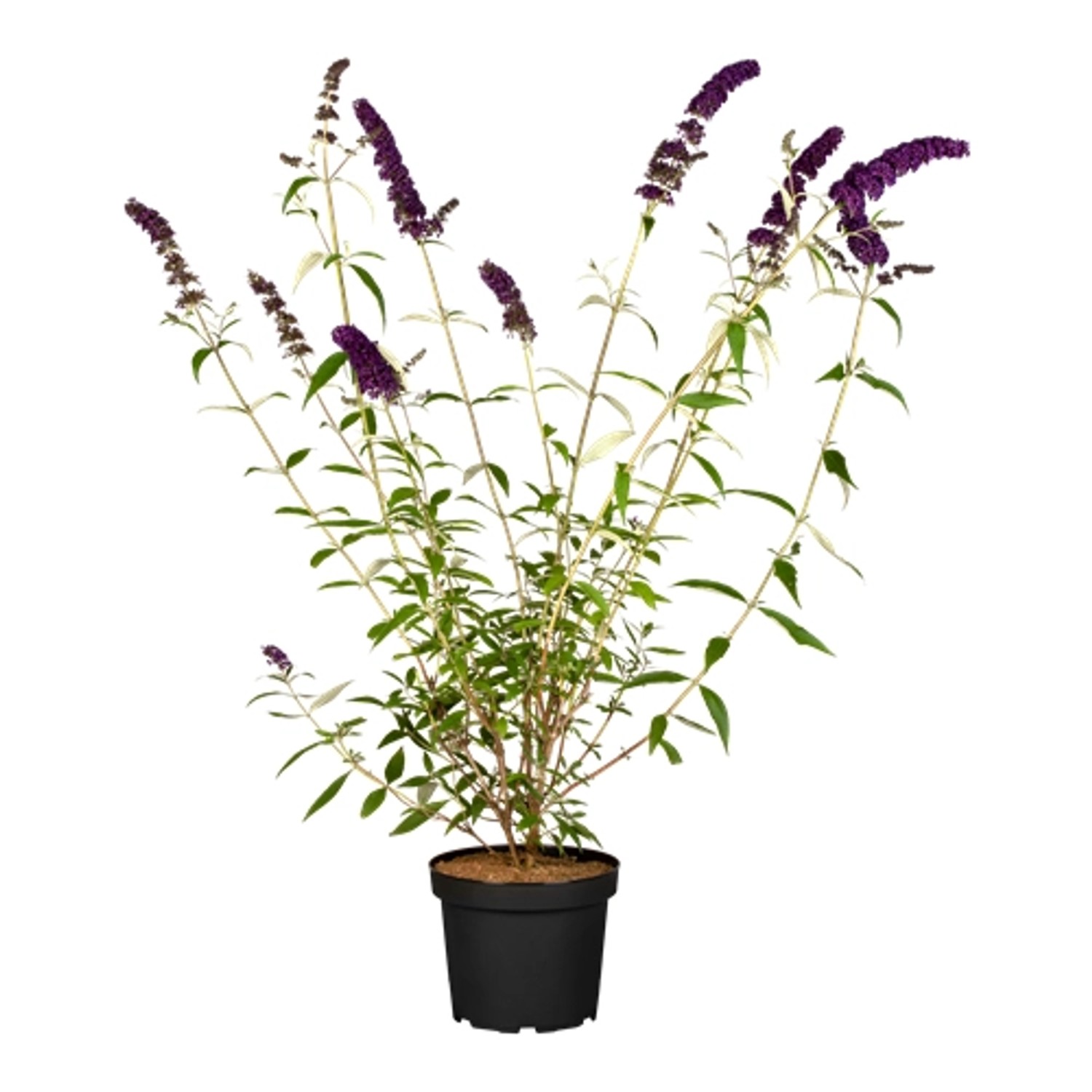 Buddleja Davidii Schmetterlingsstrauch Black Knight 40-60 cm günstig online kaufen