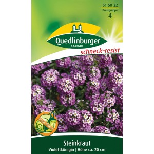 Quedlinburger Steinkraut 'Violettkönigin' Blumensamen, violette Blüten, ca. 20 cm hoch.