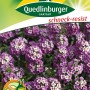 Quedlinburger Steinkraut 'Violettkönigin' Blumensamen, violette Blüten, ca. 20 cm hoch.