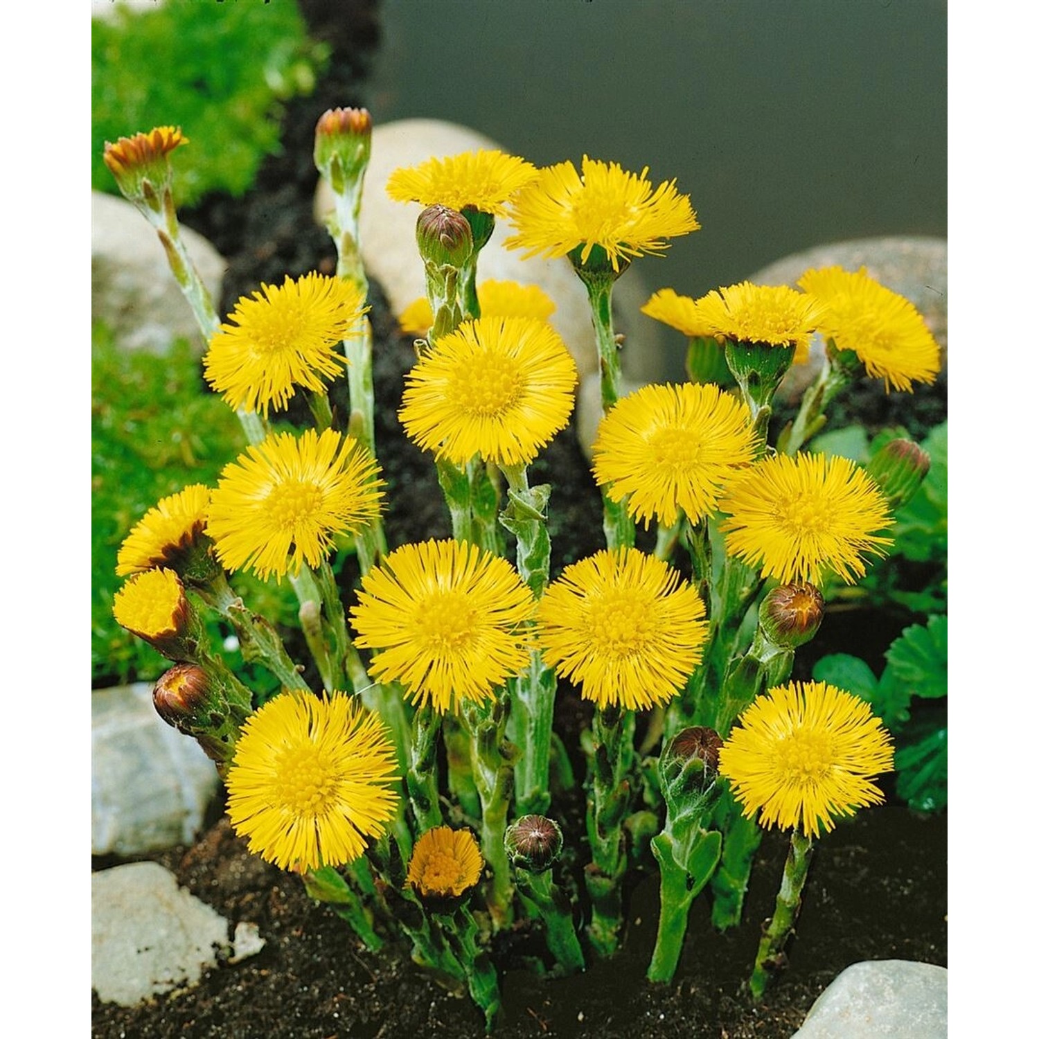 Tussilago Farfara Huflattich Ca. 9x9 cm Topf günstig online kaufen