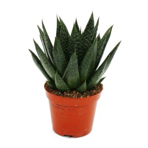 Exotenherz Sukkulente Gasteria im 8,5cm Topf, dunkelgrüne Blätter mit hellen Punkten.