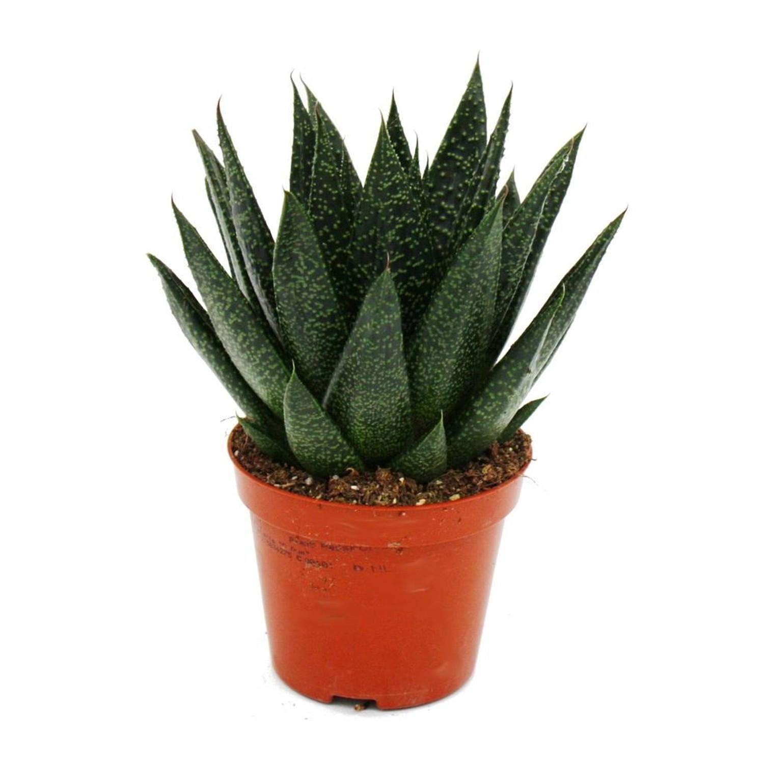 Exotenherz Sukkulente Gasteria D Due Gasterie 8,5cm Topf