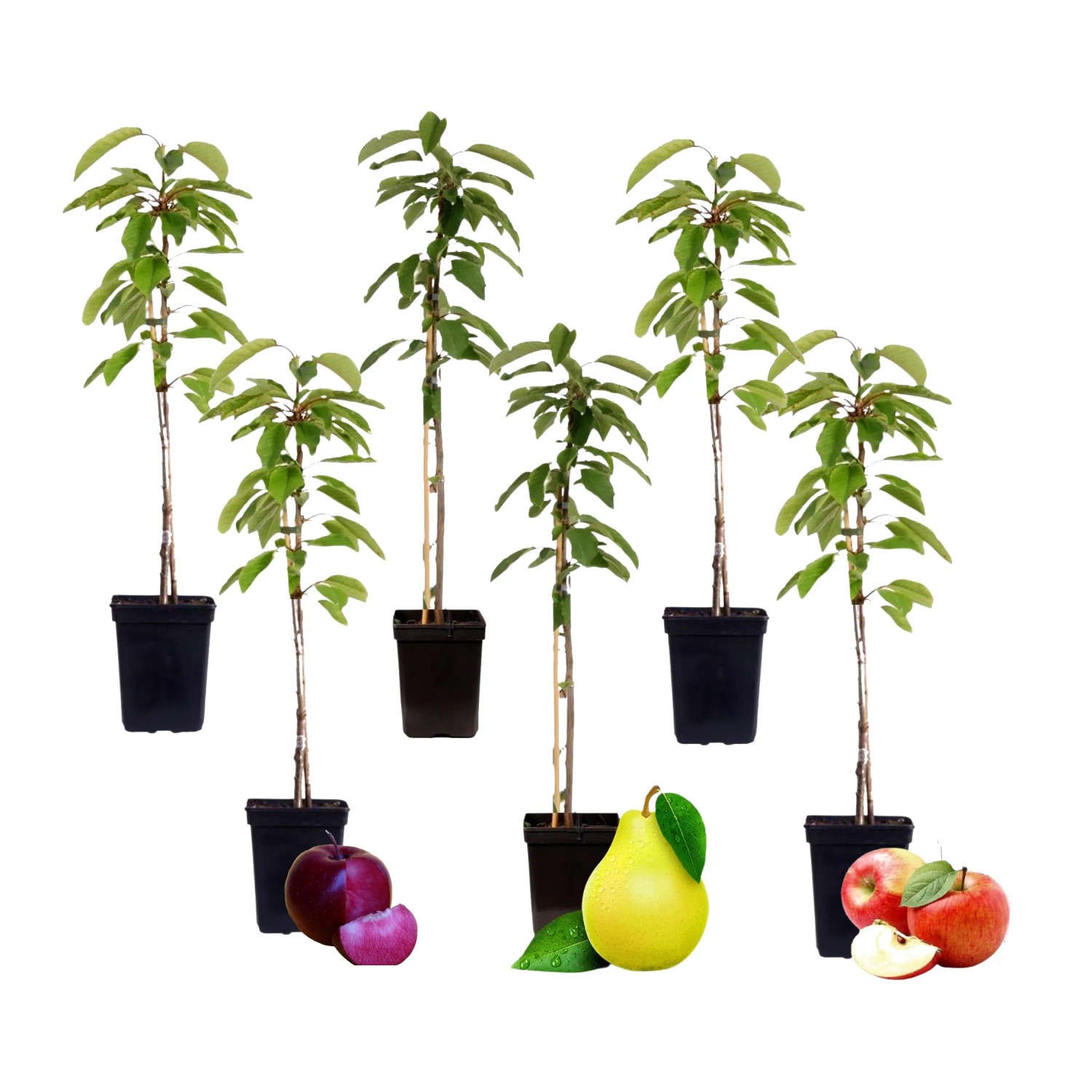 Plant In A Box Mischung Obstbüschen X6  Sweet Pillar Höhe 60cm Ø9 Bunt