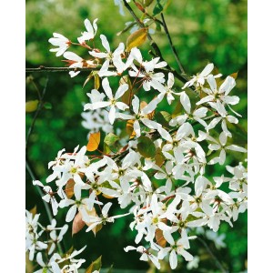 Nahaufnahme der weißen Blüten der Felsenbirne Amelanchier Alnifolia Robin Hill.