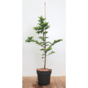 Japanische Lärche (Larix Kaempferi), 80-100 cm, im Topf. Ideal als Hausbaum.