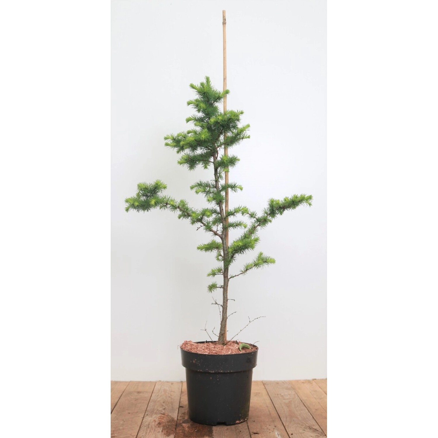 Larix Kaempferi Japanische Lärche 80–100 cm günstig online kaufen