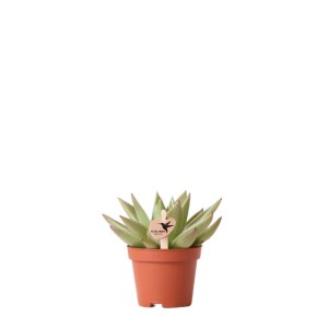 Grüne Echeveria Miranda Sukkulente im Topf (6cm) von Kolibri Greens.