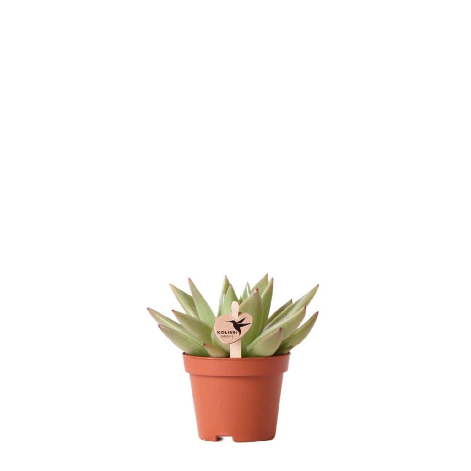 Kolibri Greens Grünpflanze Sukkulente Echeveria Miranda Topfgröße 6cm Grüne günstig online kaufen