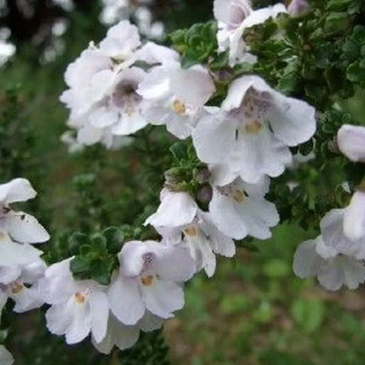 Buschminze Prostanthera cuneata 20 bis 25 cm im Container Aromatisch