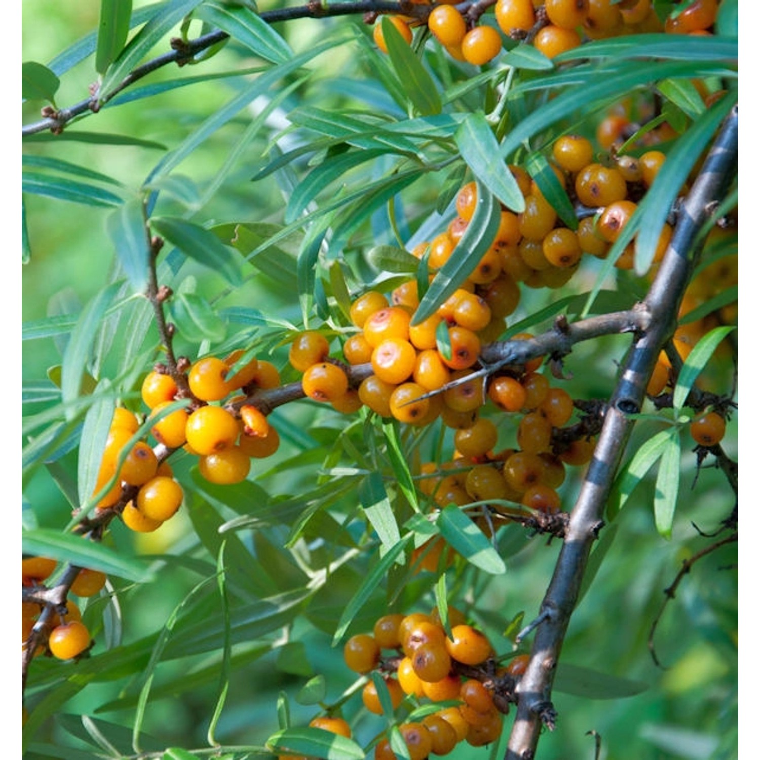 Sanddorn 60-80cm - Hippophae rhamnoides günstig online kaufen