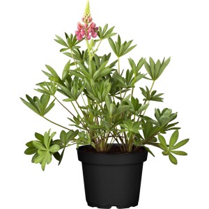 Rosa GROW by OBI Lupine im Topf, ca. 13 cm Ø. Blühende Lupinen für Beet und Garten.