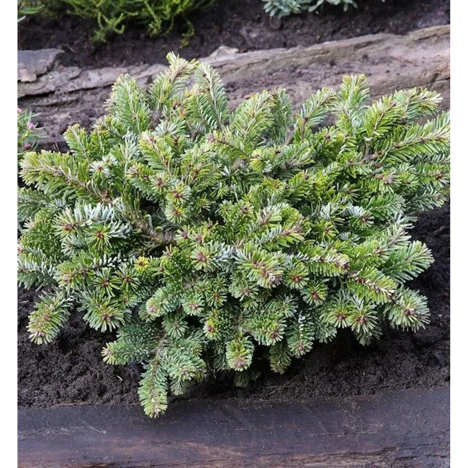 Kompakte Veitchs Tanne Heddergott 25-30cm - Abies veitchii