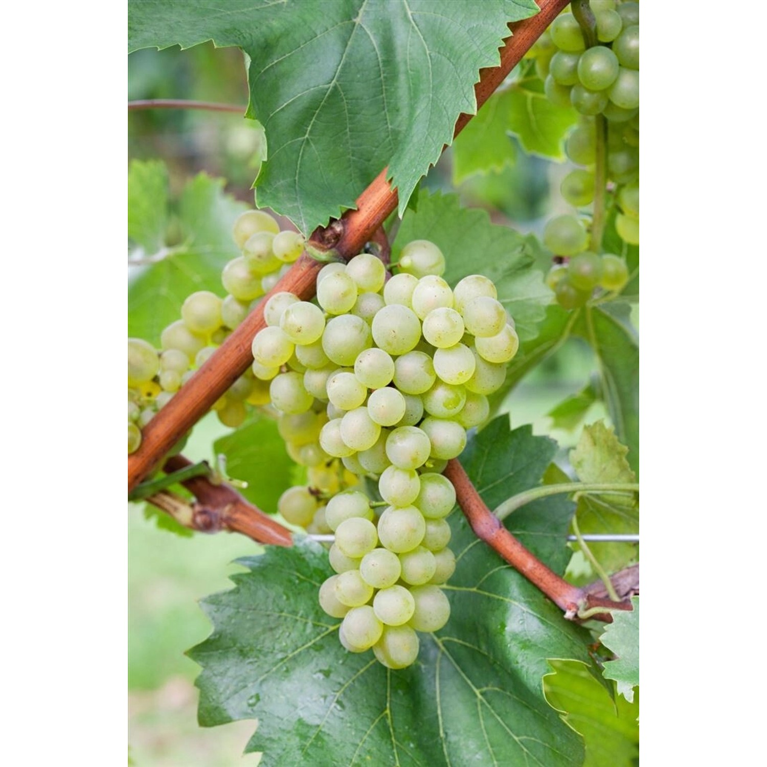 Vitis Vinifera Bianca Weinrebe 80–100 cm günstig online kaufen
