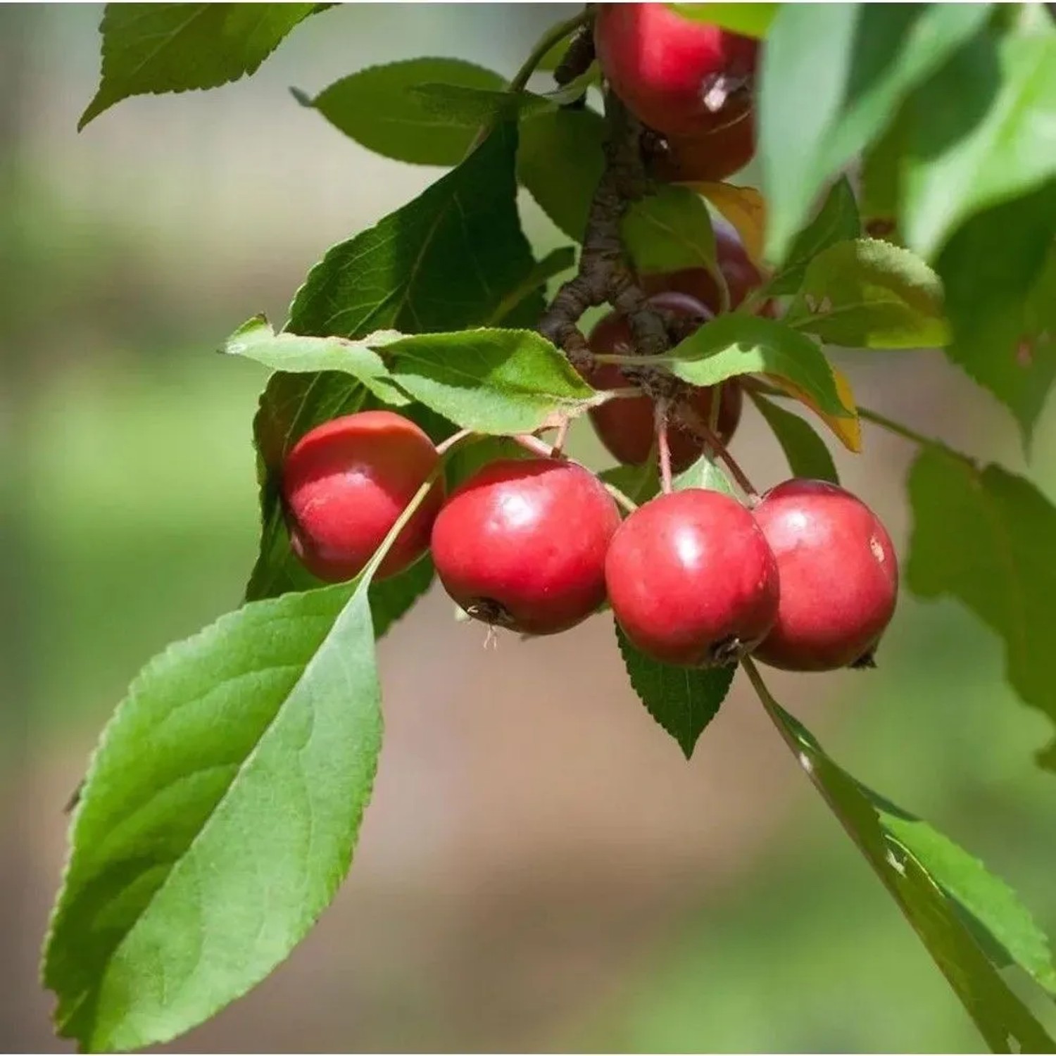 Hochstamm Zierapfel Appletini 80-100cm - Malus Hybride