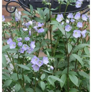 Jakobsleiter (Polemonium reptans) Staude mit zartlila Blüten und grünen Blättern.
