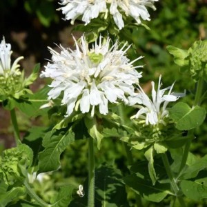Nahaufnahme der weißen Blüte der Indianernessel Schneewittchen Staude.