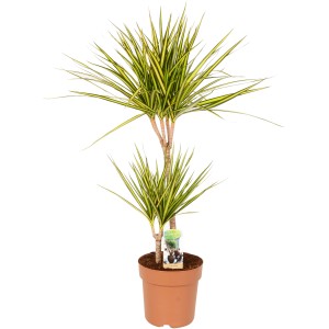 Drachenbaum Sunray (Dracaena Marginata) im Topf, Höhe 80-90 cm, mit zweifarbigem Laub.