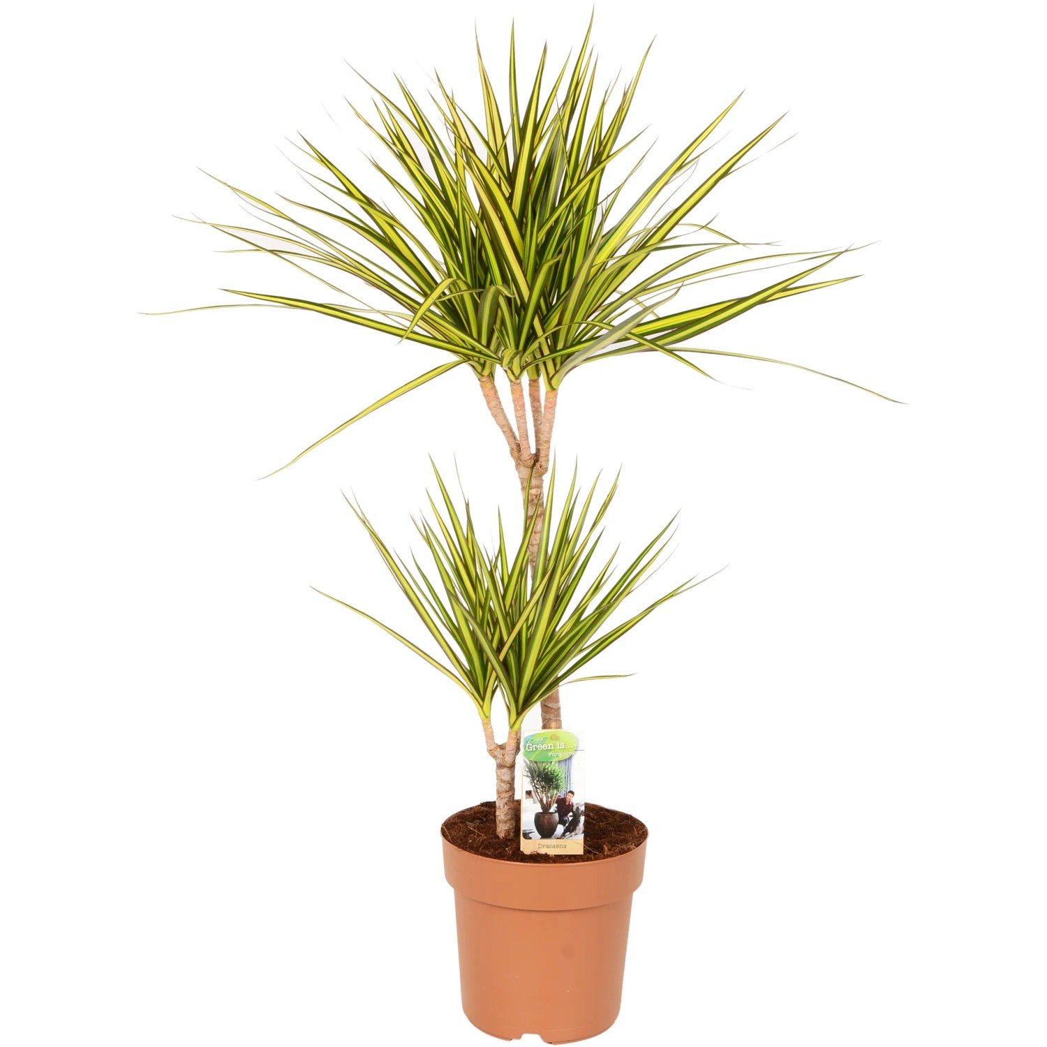 pleomele dracaena reflexa Dracaena reflexa 