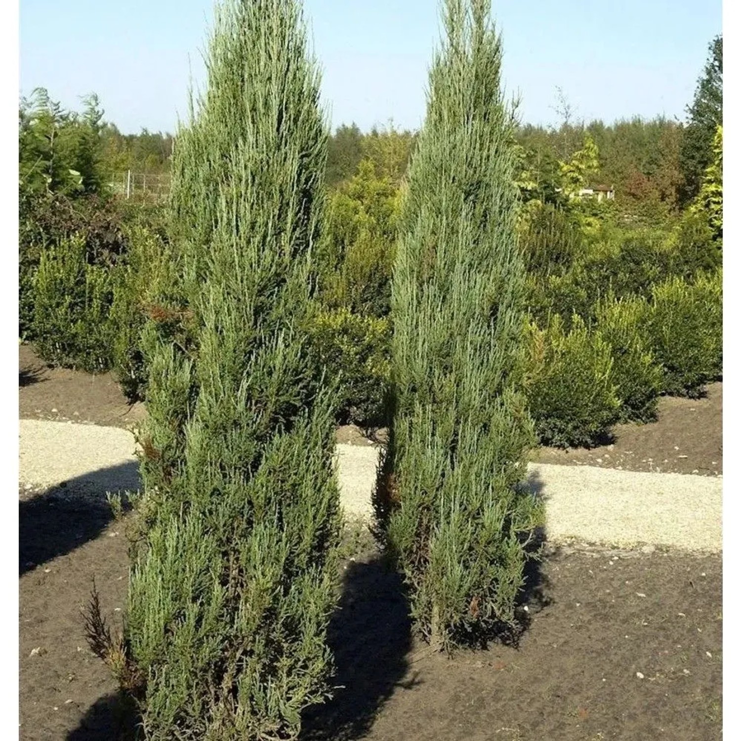 Blauer Raketenwacholder 125-150cm - Juniperus scopulorum