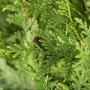 Detailaufnahme der Thuja plicata 'Atrovirens', einer immergrünen Heckenpflanze mit dichten, grünen Blättern.