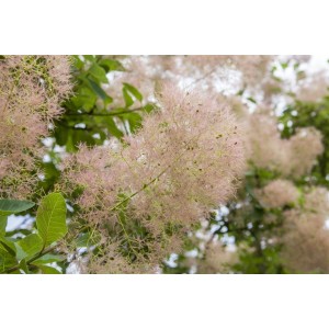Nahaufnahme des Cotinus Coggygria Smokey Joe Perückenstrauchs mit rauchig rosa Blüten.
