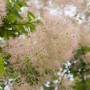 Nahaufnahme des Cotinus Coggygria Smokey Joe Perückenstrauchs mit rauchig rosa Blüten.
