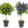 Blühende Kübelpflanzen: Blüh-Stämmchen mit gelben und lila Blüten im Topf.