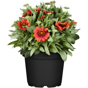 Rote Kokardenblume im Topf, Gaillardia aristata, sonniger Standort. Bienenfreundliche Balkonpflanze.