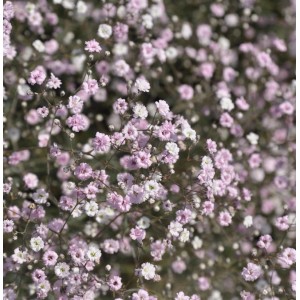 Nahaufnahme von rosa und weißen Riesenschleierkraut Festival Pink Blüten.