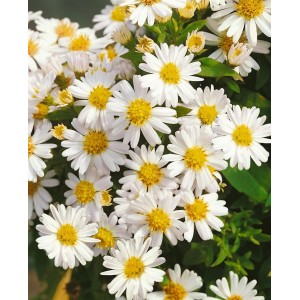 Nahaufnahme der Kissenaster Schneekissen im 9x9 cm Topf mit weißen Blüten und gelber Mitte.