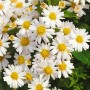 Nahaufnahme der Kissenaster Schneekissen im 9x9 cm Topf mit weißen Blüten und gelber Mitte.