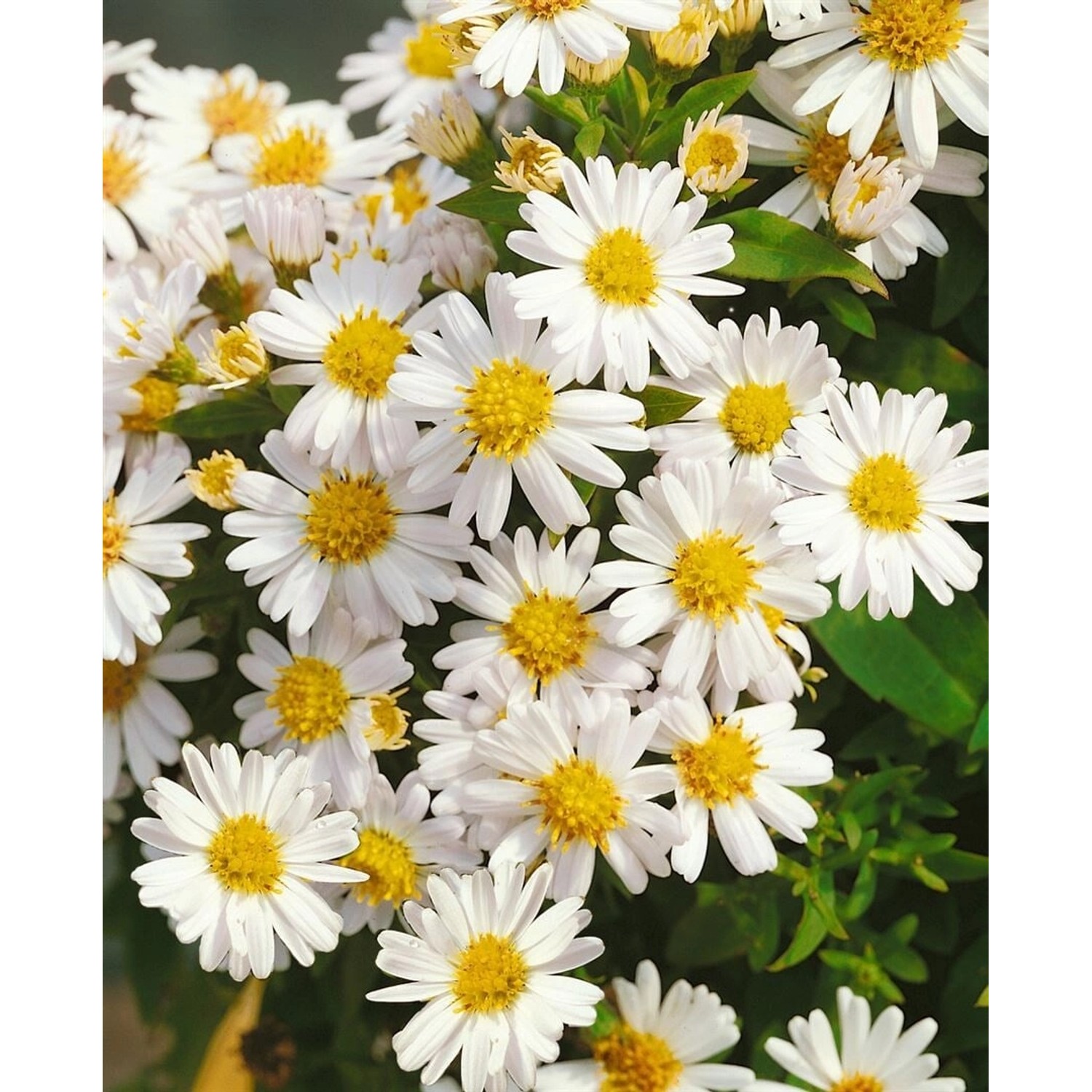 Aster Dumosus Schneekissen Kissenaster Ca. 9x9 cm Topf günstig online kaufen