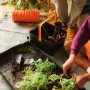Fiskars Aufbewahrungsbox mit Werkzeugen und Pflanzen beim Umtopfen, ideal für Gartenhandgeräte.