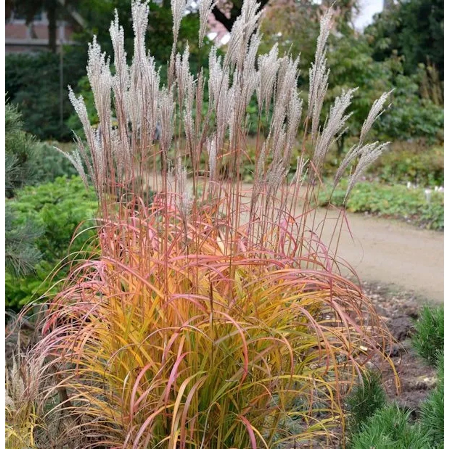 Chinaschilf Flammenmeer - Miscanthus sinensis