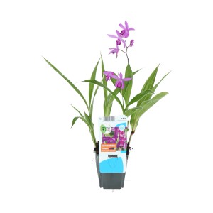 Gartenorchidee Bletilla im Topf, zarte lila Blüten und grüne Blätter. Ideal für halbschattige Standorte.