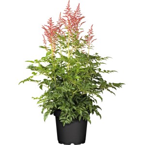 Prachtspiere Younique im Topf, rote Blütenrispen und grüne Blätter. Astilbe für Beet und Kübel.