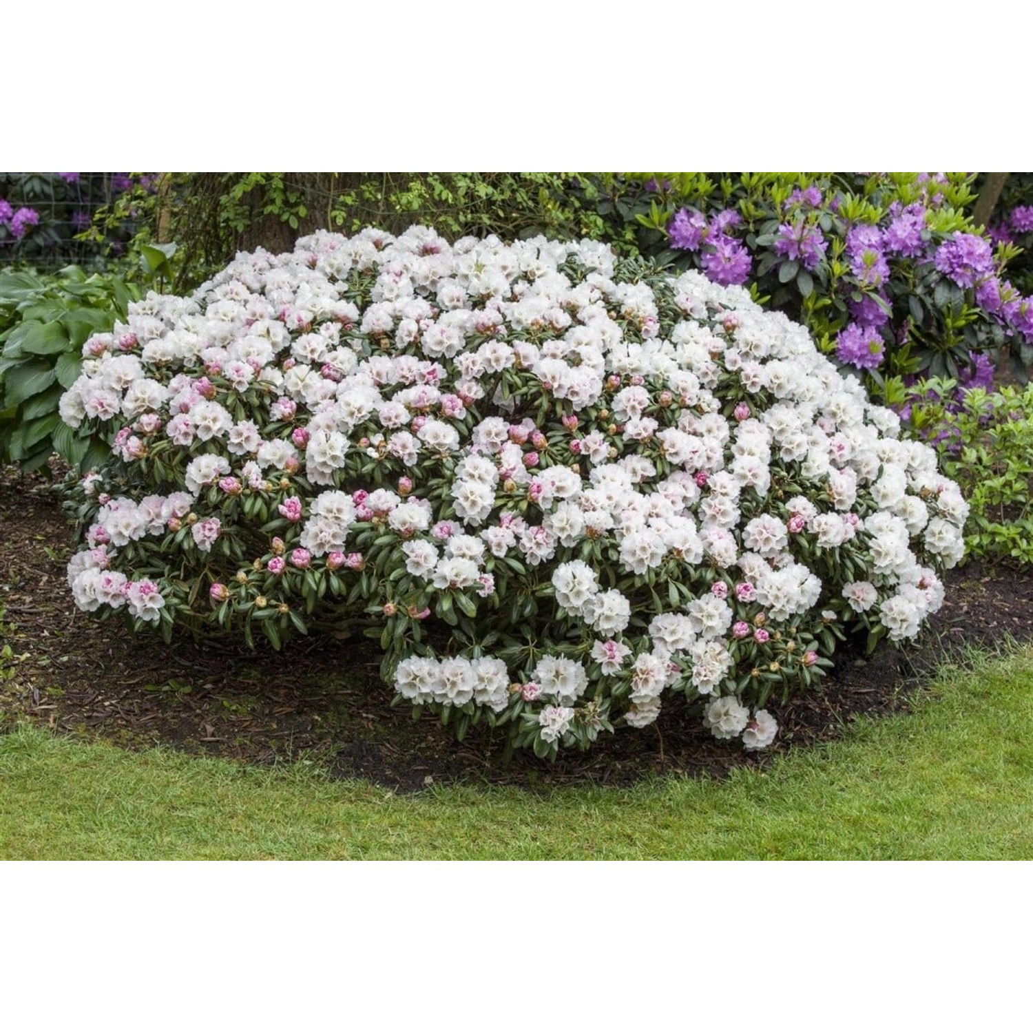 Rhododendron Yakushimanum Dreamland Rosa Blüten 20–25 cm günstig online kaufen