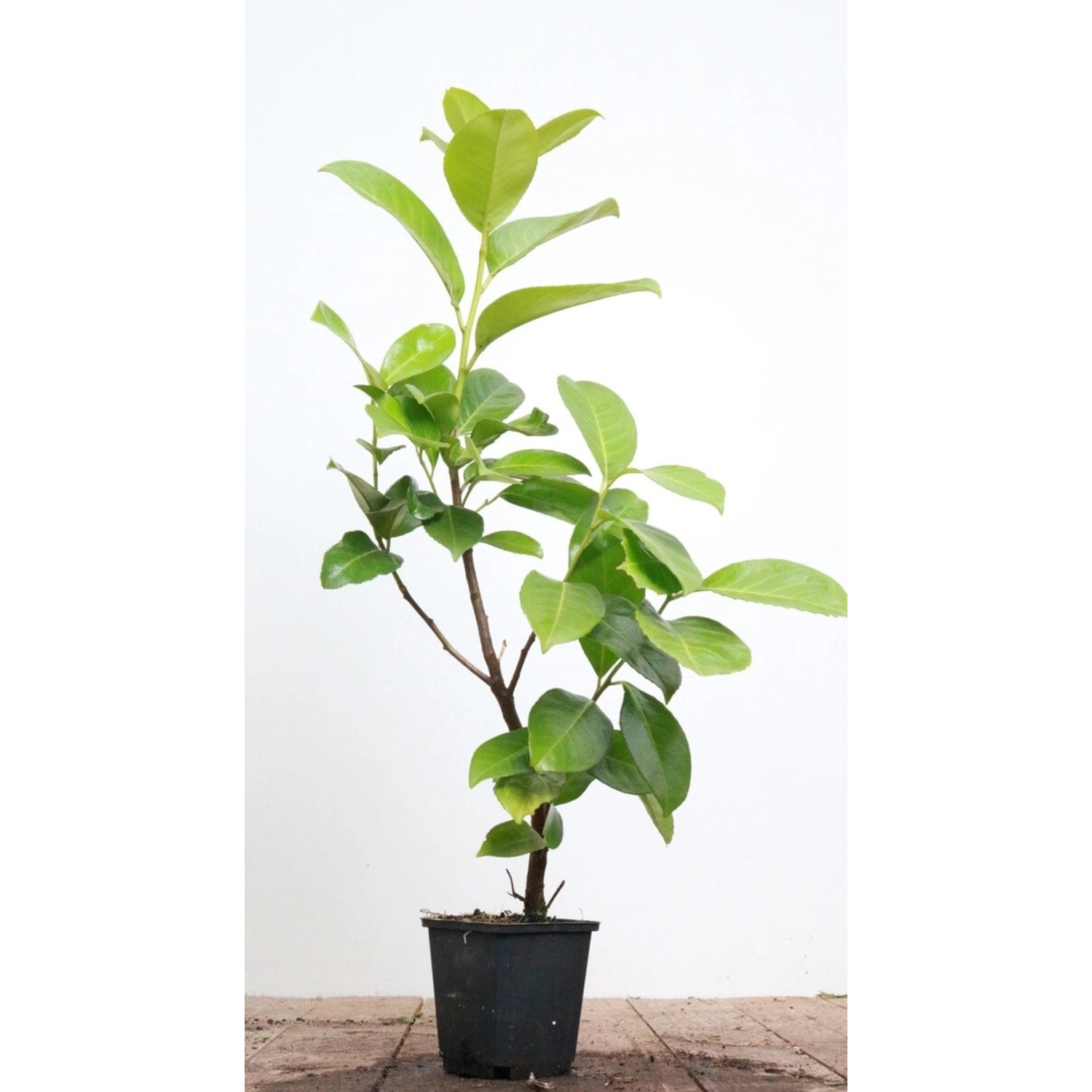 Prunus laurocerasus 'Rotundifolia' 40-60 cm günstig online kaufen
