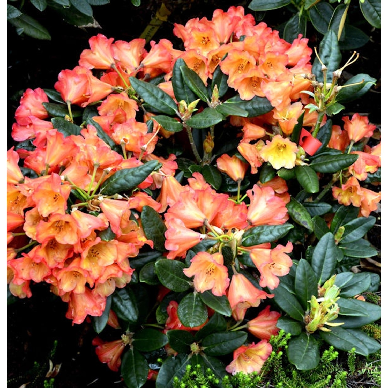 INKARHO - Rhododendron Sasonade 20-25cm - Alpenrose günstig online kaufen