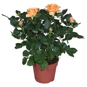 Orangefarbene GROW by OBI Rose im Topf (Ø 13 cm). Dekorative Blühpflanze für Zimmer und Balkon.