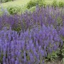Blühender Steppen-Salbei 'Wesuwe' (Salvia Nemorosa) im Beet, violette Blüten.