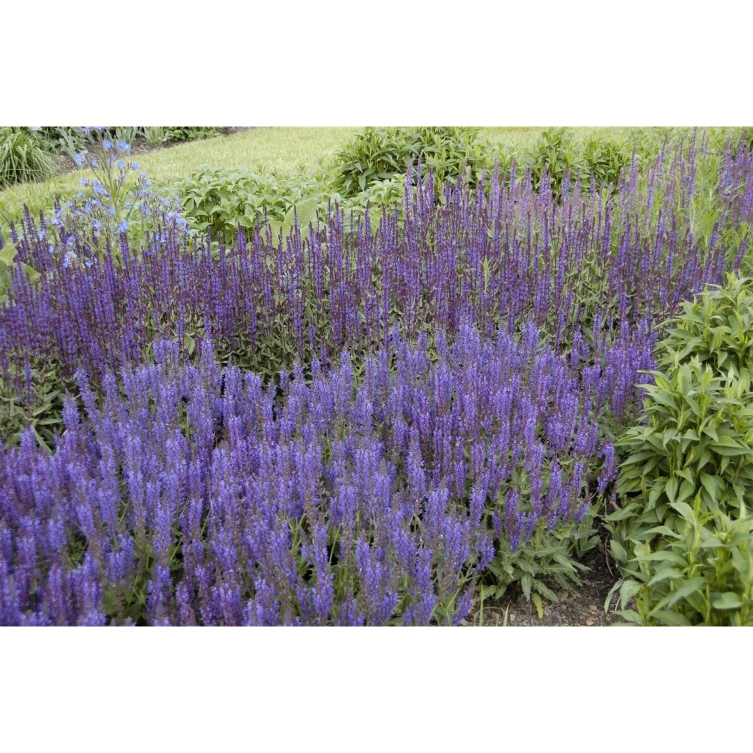 Salvia Nemorosa Wesuwe Steppen-Salbei Ca. 9x9 cm Topf günstig online kaufen