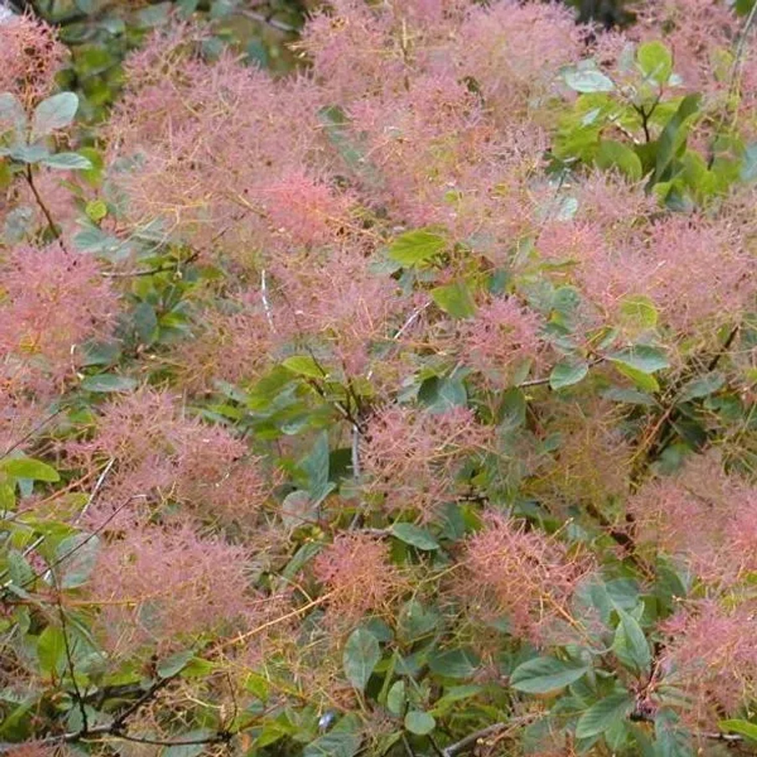 arborix Perückenstrauch Cotinus Coggygria 40 Bis 60 Cm Im Container Herbstfärbung