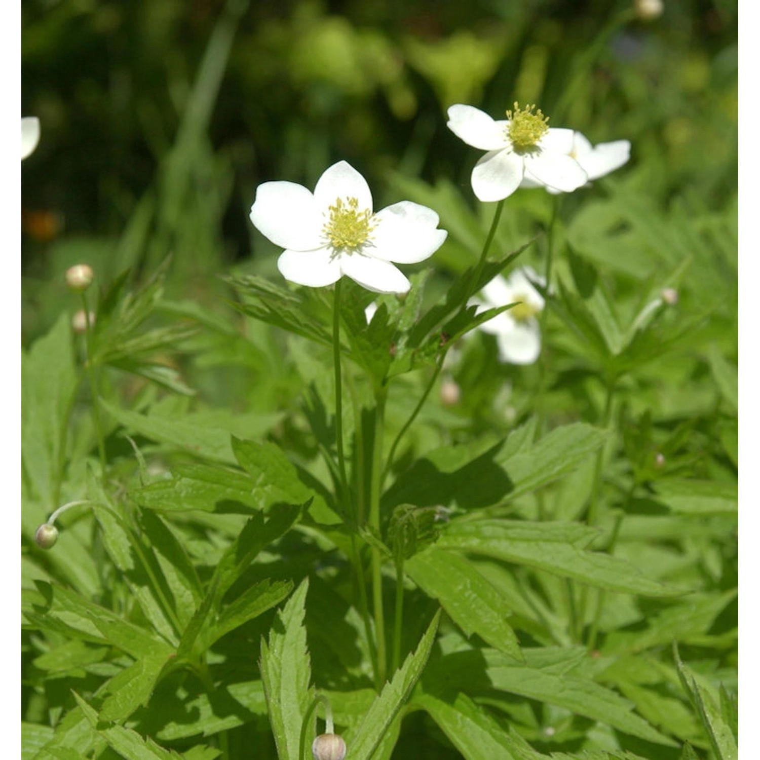 Kanadisches Wiesen Anemone - Anemone canadensis günstig online kaufen