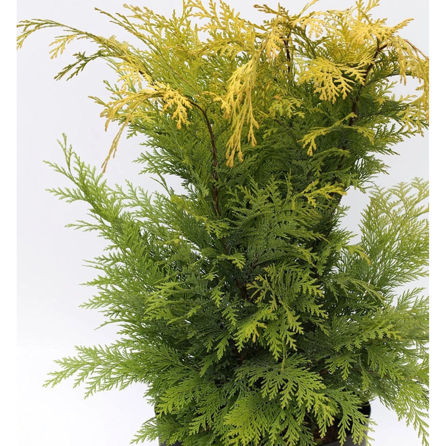 Gelbe Gartenzypresse Stardust 40-60cm - Chamaecyparis lawsoniana günstig online kaufen