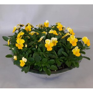 Horn-Veilchen in Zinkschale, gelb-weiße Blüten, Topf-Ø 29cm, Höhe 15cm. Bepflanzte Schale für Balkon und Terrasse.