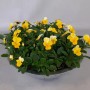 Horn-Veilchen in Zinkschale, gelb-weiße Blüten, Topf-Ø 29cm, Höhe 15cm. Bepflanzte Schale für Balkon und Terrasse.