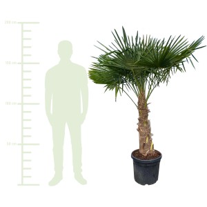 Große Hanfpalme (ca. 180-200 cm) im Topf, eine exotische Kübelpflanze von GROW by OBI.